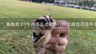 猫绝育了5个月还是老把伤口的毛舔没得是咋个回事？