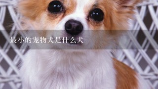 最小的宠物犬是什么犬