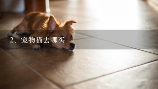 宠物猫去哪买