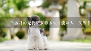 一个多月的宠物貂要养多久才能熟人，又等多久可以洗澡？