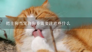 把土狗当宠物狗养需要注意些什么