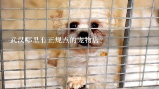 武汉哪里有正规点的宠物店？