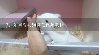 如何给狗狗剃毛视频教程