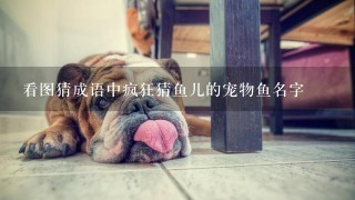 看图猜成语中疯狂猜鱼儿的宠物鱼名字