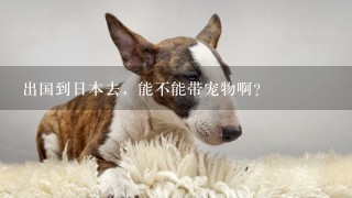 出国到日本去，能不能带宠物啊？
