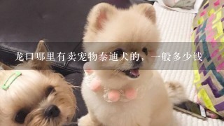 龙口哪里有卖宠物泰迪犬的，一般多少钱