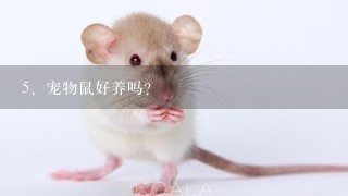 宠物鼠好养吗？