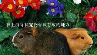 在上海寻找宠物骨灰存放的地方