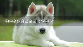 狗狗会跟自己宝宝生小狗吗？