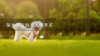 保加利亚牧羊犬哪里买