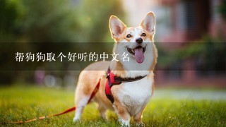 帮狗狗取个好听的中文名