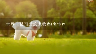 世界上最可爱的宠物鸟(名字)？