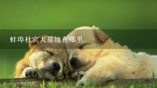 蚌埠杜宾犬基地在哪里