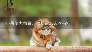 小萌萌宠物猪，你知道怎么养吗？