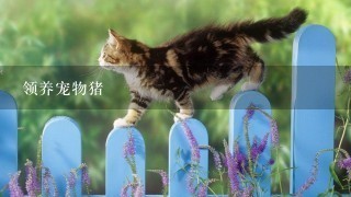 领养宠物猪