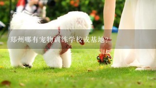 郑州哪有宠物训练学校或基地?