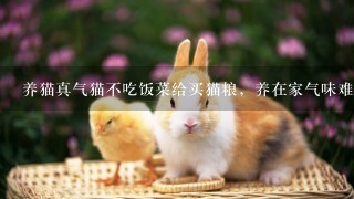 养猫真气猫不吃饭菜给买猫粮，养在家气味难闻，大多数不高兴摇摆着尾巴，咬出血好几次真心寒，怎么养猫呢