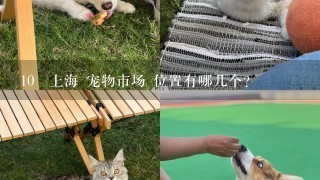 10 上海 宠物市场 位置有哪几个?