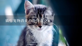 猫吃宠物消炎药为什么会吐