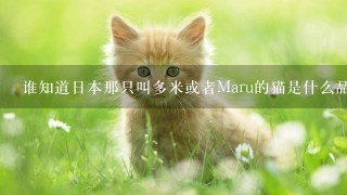 谁知道日本那只叫多米或者Maru的猫是什么品种吖？大