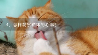 怎样观察猫咪的心率？