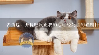 表情包，开枪吧反正我的心已经死了的猫叫什么