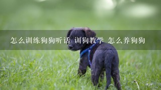 怎么训练狗狗听话 训狗教学 怎么养狗狗