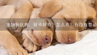 宠物狗比熊，好不好养？怎么养？有没有禁忌的食物?