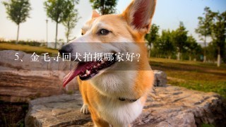 金毛寻回犬拍摄哪家好？