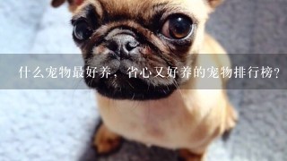 什么宠物最好养，省心又好养的宠物排行榜？