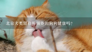 北京犬类留检所领养的狗狗健康吗？