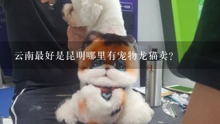 云南最好是昆明哪里有宠物龙猫卖？