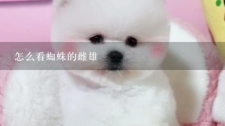 怎么看蜘蛛的雌雄