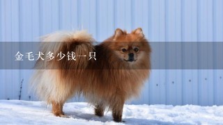 金毛犬多少钱一只