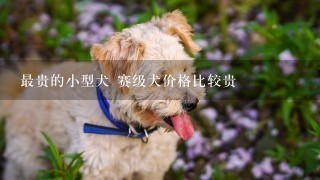 最贵的小型犬 赛级犬价格比较贵