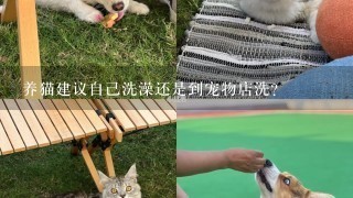 养猫建议自己洗澡还是到宠物店洗？