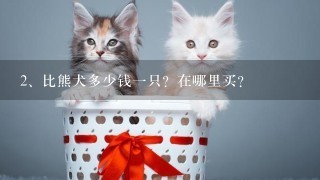 比熊犬多少钱一只？在哪里买？