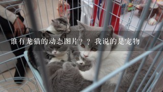 谁有龙猫的动态图片？？我说的是宠物