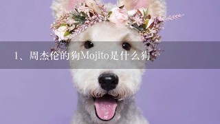 周杰伦的狗Mojito是什么狗