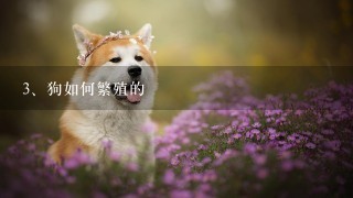 狗如何繁殖的