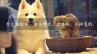 什么狗好养，要小型犬，没体味，不掉毛的，泰迪?雪纳瑞?约克夏?这几种那个好点，或者大家还知道什么？