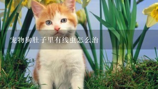 宠物狗肚子里有线虫怎么治