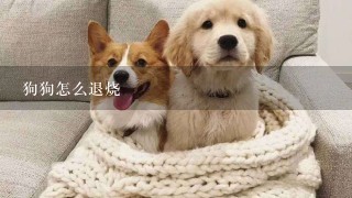 狗狗怎么退烧