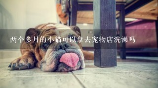 两个多月的小猫可以拿去宠物店洗澡吗