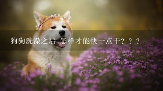 狗狗洗澡之后 怎样才能快一点干？？？