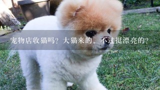 宠物店收猫吗？大猫来的。不过挺漂亮的？