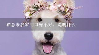 猫总来我家门口好不好，说明什么