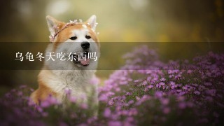 乌龟冬天吃东西吗