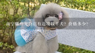 南宁哪些宠物店有边境牧羊犬？价格多少？