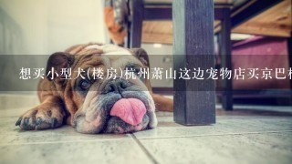 想买小型犬(楼房)杭州萧山这边宠物店买京巴松狮之类要多少(纯种贵串的也行)或高人更好主意参考